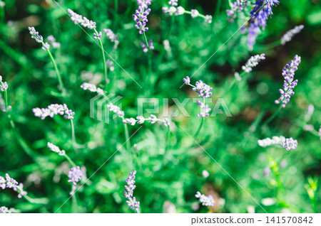 Beautiful selective focus background of blooming lavender in the garden Beautiful selective focus background of blooming lavender in the garden 141570842