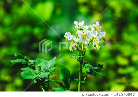 A flowering potato plant among green leaves on a summer farm A flowering potato plant among green leaves on a summer farm 141570848