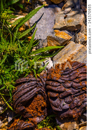 Dried Animal Excrement and Cannabis Plant on Rocky Ground Dried Animal Excrement and Cannabis Plant on Rocky Ground 141570935