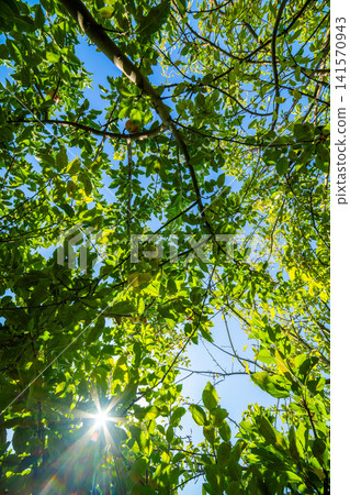 Sunlight Through Lush Green Fruit Tree Canopy Sunlight Through Lush Green Fruit Tree Canopy 141570943