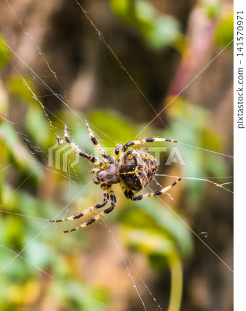 Close-up of European Garden Spider on Its Web Close-up of European Garden Spider on Its Web 141570971