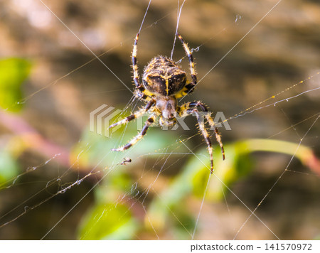 Close-up of Orb-weaver Spider in Web Close-up of Orb-weaver Spider in Web 141570972