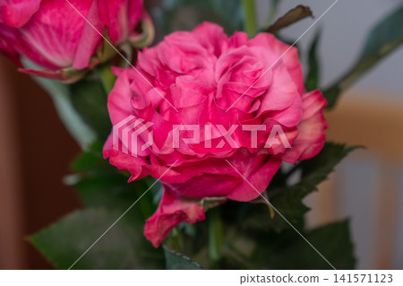 Blooming Mandarin rose with vibrant pink layered petals in closeup against soft natural background. Floriculture, gardening, floral design, botanical beauty, decoration, romance, nature, celebration Blooming Mandarin rose with vibrant pink layered petals in closeup against soft natural background. Floriculture, gardening, floral design, botanical beauty, decoration, romance, nature, celebration 141571123