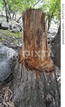 Close-up photograph of a weathered tree stump with peeling bark in a rocky forest setting, time concept. Close-up photograph of a weathered tree stump with peeling bark in a rocky forest setting, time concept. 141571152