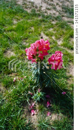Close-up of two vibrant pink snapdragon flowers against a green grass background, bloom concept. Close-up of two vibrant pink snapdragon flowers against a green grass background, bloom concept. 141571155