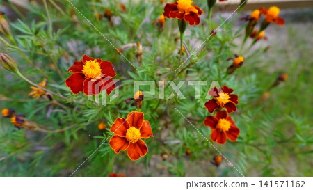 Vibrant marigold flowers in full bloom with red-orange petals against a green bokeh background, summer concept. Vibrant marigold flowers in full bloom with red-orange petals against a green bokeh background, summer concept. 141571162