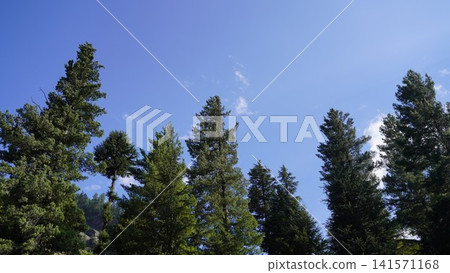 Tall evergreen trees stretching toward a bright blue sky with wispy white clouds, nature concept. Tall evergreen trees stretching toward a bright blue sky with wispy white clouds, nature concept. 141571168