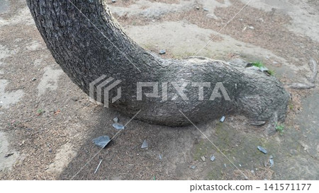 Close-up of a dark gray tree trunk bent at a sharp angle as it emerges from the ground, bent concept. Close-up of a dark gray tree trunk bent at a sharp angle as it emerges from the ground, bent concept. 141571177