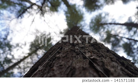 Close-up of a tall pine tree trunk with textured bark against a soft-focus sky and branches, sturdy concept. Close-up of a tall pine tree trunk with textured bark against a soft-focus sky and branches, sturdy concept. 141571188