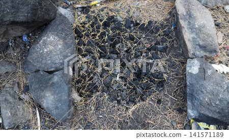 Close-up of charred black coals scattered across dry, golden pine needles and gray rocks, fire concept. Close-up of charred black coals scattered across dry, golden pine needles and gray rocks, fire concept. 141571189