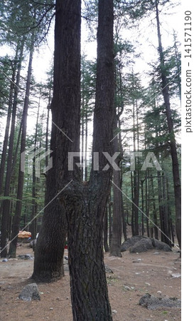 Forest scene with two large cedar tree trunks and a camping tent in the far background, camping concept. Forest scene with two large cedar tree trunks and a camping tent in the far background, camping concept. 141571190
