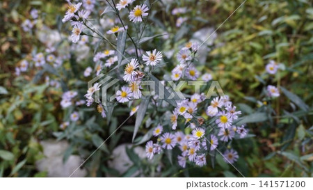 Close-up of light purple aster flowers with yellow centers in soft focus against green foliage, gentleness concept. Close-up of light purple aster flowers with yellow centers in soft focus against green foliage, gentleness concept. 141571200