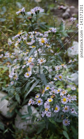 Light purple-blue aster flowers in full bloom against a blurred green background, showing upward growth, delicate concept. Light purple-blue aster flowers in full bloom against a blurred green background, showing upward growth, delicate concept. 141571201