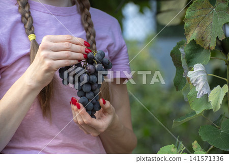 Woman's hands with red nail polish holding a large bunch of dark ripe grapes, showcasing the harvest and natural freshness in a vineyard setting Woman's hands with red nail polish holding a large bunch of dark ripe grapes, showcasing the harvest and natural freshness in a vineyard setting 141571336