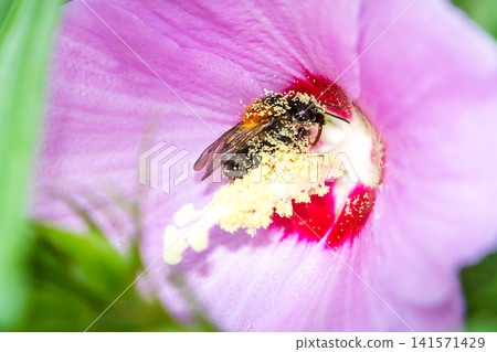 Bee covered in pollen on a pink hibiscus stamen close-up in garden sunlight Bee covered in pollen on a pink hibiscus stamen close-up in garden sunlight 141571429