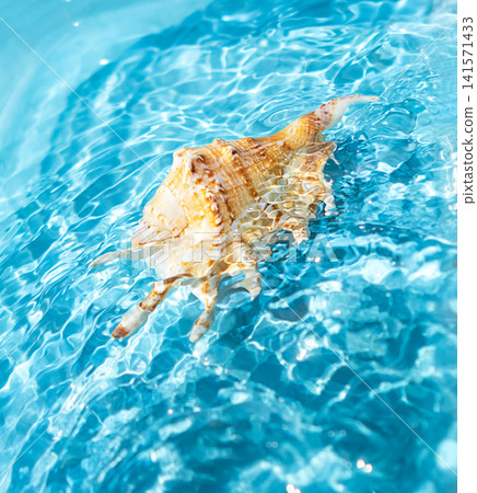 Conch shell floating in clear turquoise water with sunlight reflections and summer feeling 141571433
