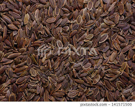 dill seeds ideal food and spice background dill seeds ideal food and spice background 141571500