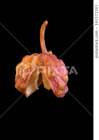 one beautiful dark pink berry sichuan pepper 141571501