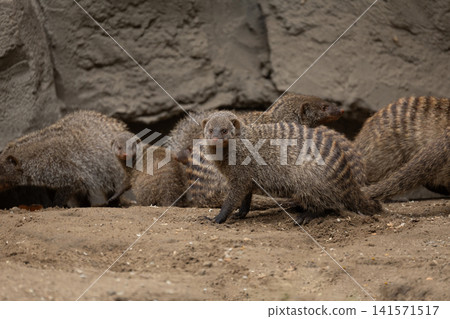 Banded Mongoose, group with baby, Mungos mungo Banded Mongoose, group with baby, Mungos mungo 141571517