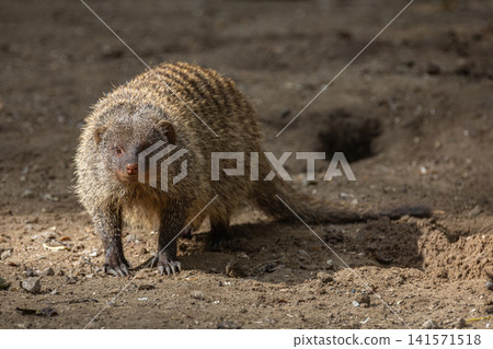 Banded Mongoose, group with baby, Mungos mungo Banded Mongoose, group with baby, Mungos mungo 141571518