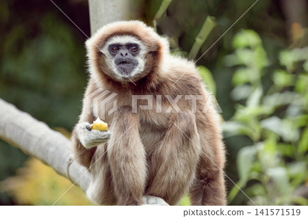 lar gibbon white-handed gibbon, an endangered primate in the gibbon family lar gibbon white-handed gibbon, an endangered primate in the gibbon family 141571519