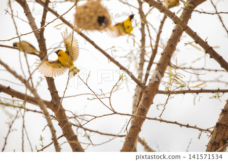 Weaver bird weaver finches building nest Weaver bird weaver finches building nest 141571534