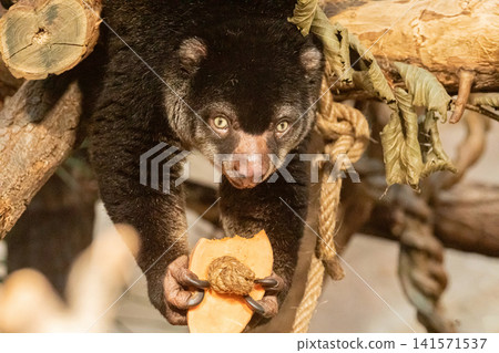 cute wild bear cuscus aulirops ursinus arboreal against blure background. cute wild bear cuscus aulirops ursinus arboreal against blure background. 141571537