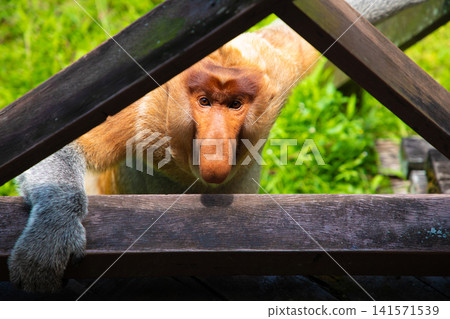 Proboscis Monkey Nasalis larvatus in mangrove rain forest 141571539