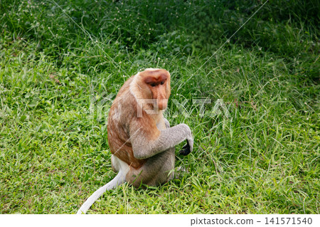 Proboscis Monkey Nasalis larvatus in mangrove rain forest Proboscis Monkey Nasalis larvatus in mangrove rain forest 141571540