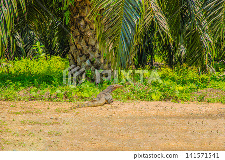 Asian water monitor Varanus salvator large varanid lizard native Asia Asian water monitor Varanus salvator large varanid lizard native Asia 141571541