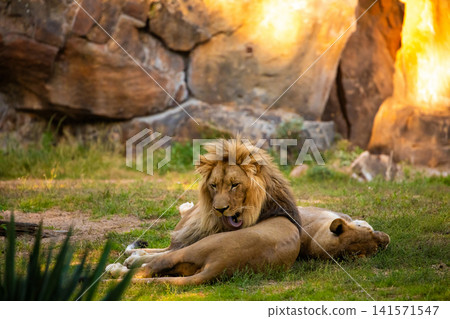 Pair adult Lions playing in zoological garden Pair adult Lions playing in zoological garden 141571547