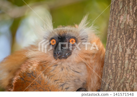 Blue eyed lemur on tree in forest Blue eyed lemur on tree in forest 141571548