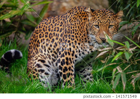 Male Javan leopard Panthera pardus melas of Java, Indonesia. Male Javan leopard Panthera pardus melas of Java, Indonesia. 141571549