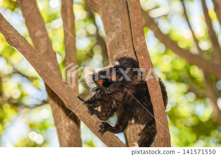 family Black lemur, Eulemur macaco, sits by a tree trunk family Black lemur, Eulemur macaco, sits by a tree trunk 141571550