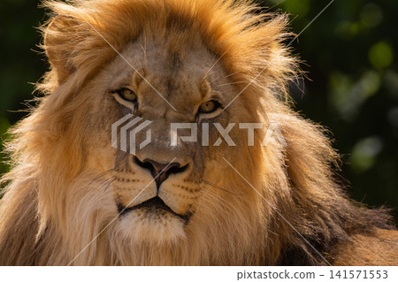 close-up image of a lion's head. expression is calm and majestic close-up image of a lion's head. expression is calm and majestic 141571553