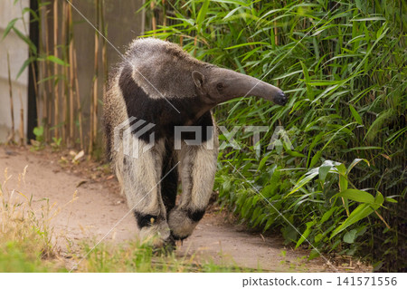 Giant anteater cute animal from Brazil. Giant anteater cute animal from Brazil. 141571556