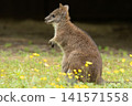 Bennett's wallaby Macropus or Notamacropus rufogriseus 141571558