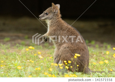 Bennett's wallaby Macropus or Notamacropus rufogriseus 141571558