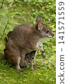 Bennett's wallaby Macropus or Notamacropus rufogriseus 141571559