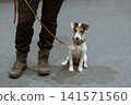 Jack russel terrier with woman 141571560