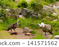 gyps rueppellii, Rueppell's Griffon Vulture 141571562