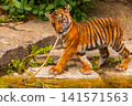 Sumatran tiger family with two little cubs 141571563