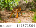 Sumatran tiger family with two little cubs 141571564