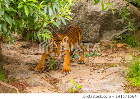 Sumatran tiger family with two little cubs Sumatran tiger family with two little cubs 141571564