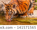 Sumatran tiger family with two little cubs 141571565