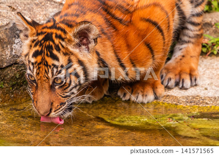 Sumatran tiger family with two little cubs Sumatran tiger family with two little cubs 141571565
