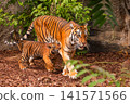Sumatran tiger family with two little cubs 141571566