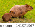 Capybara family standing on green grass in a natural habitat unique features 141571567