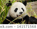giant black and white panda is eating bamboo. Large animal closeup 141571568