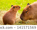 Two capybaras interacting grassy field, showcasing social behavior habitat 141571569